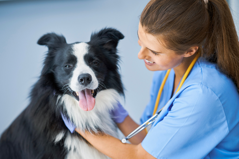 canine influenza vaccine