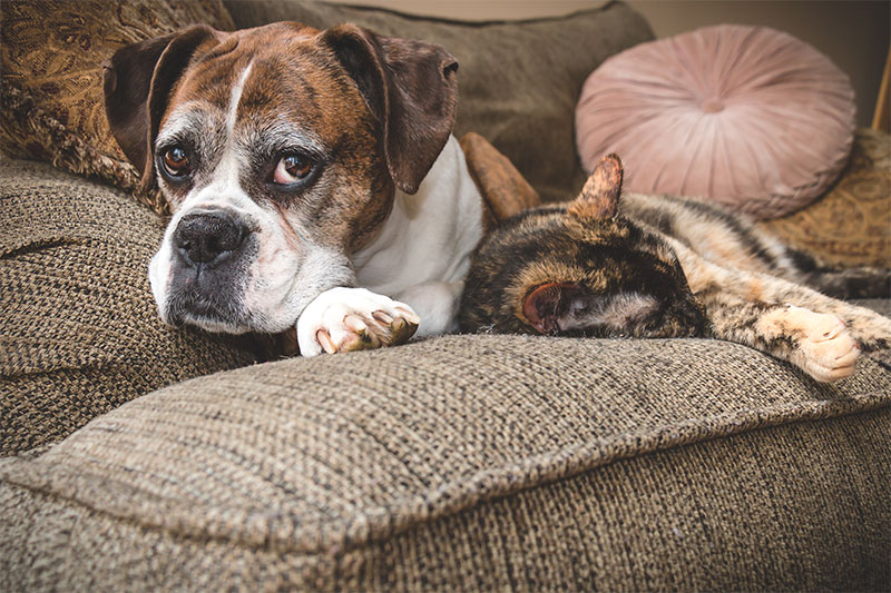 Geriatric Care for Aging Pets | Mobile, AL | Wesson Animal Clinic