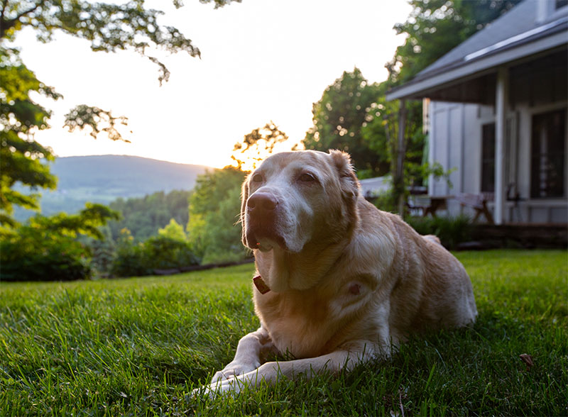 pet-cancer-awareness-month-what-you-should-know-about-early-detection-at-wesson-animal-clini-strip1