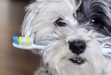 pet-dental-month-common-dental-issues-in-dogs-banner