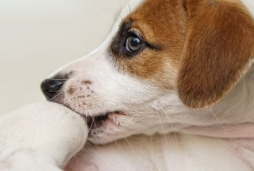 pet-allergies-identifying-common-symptoms-and-treatment-options-banner