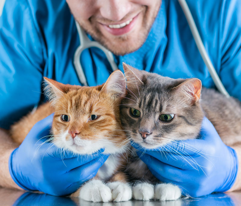 celebrating-world-veterinary-day-5-ways-to-thank-your-vet-strip5