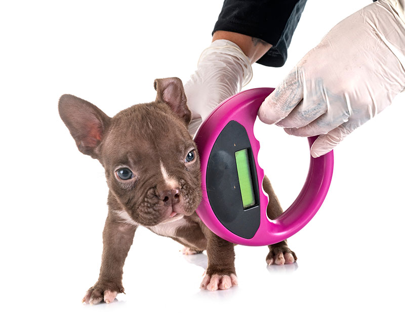 chip-your-pet-month-microchipping-faq-secure-your-furry-friends-future-strip3