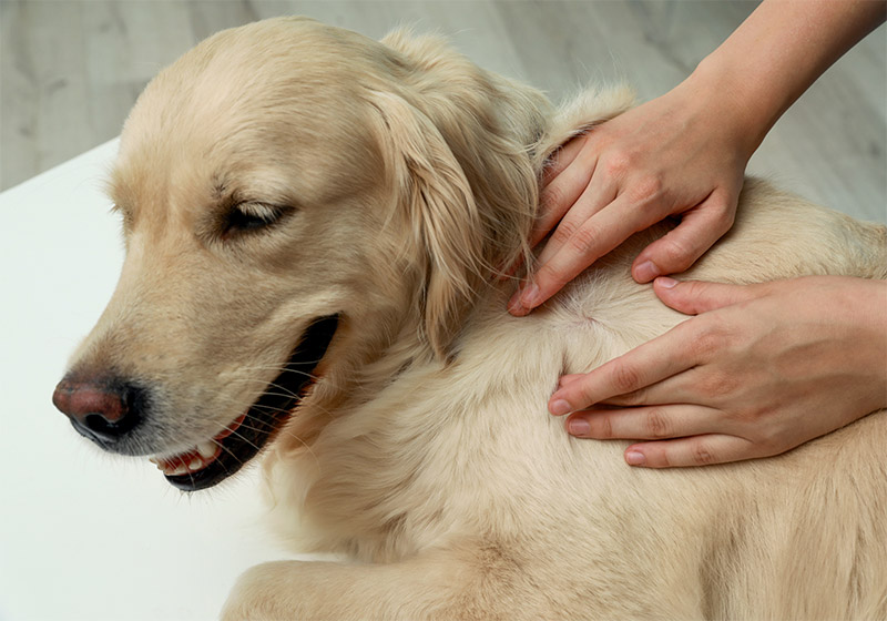 ear mites in golden retrievers