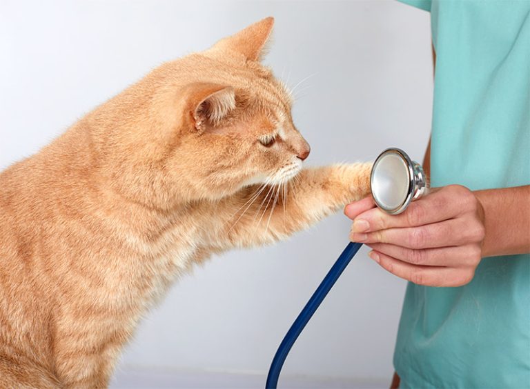 Protecting Your Pet Summer Parasite Prevention at Wesson Animal Clinic